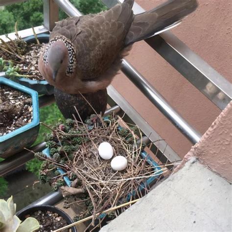 班鳩築巢風水|【斑鳩 風水】斑鳩來家的預兆斑鳩的寓意 